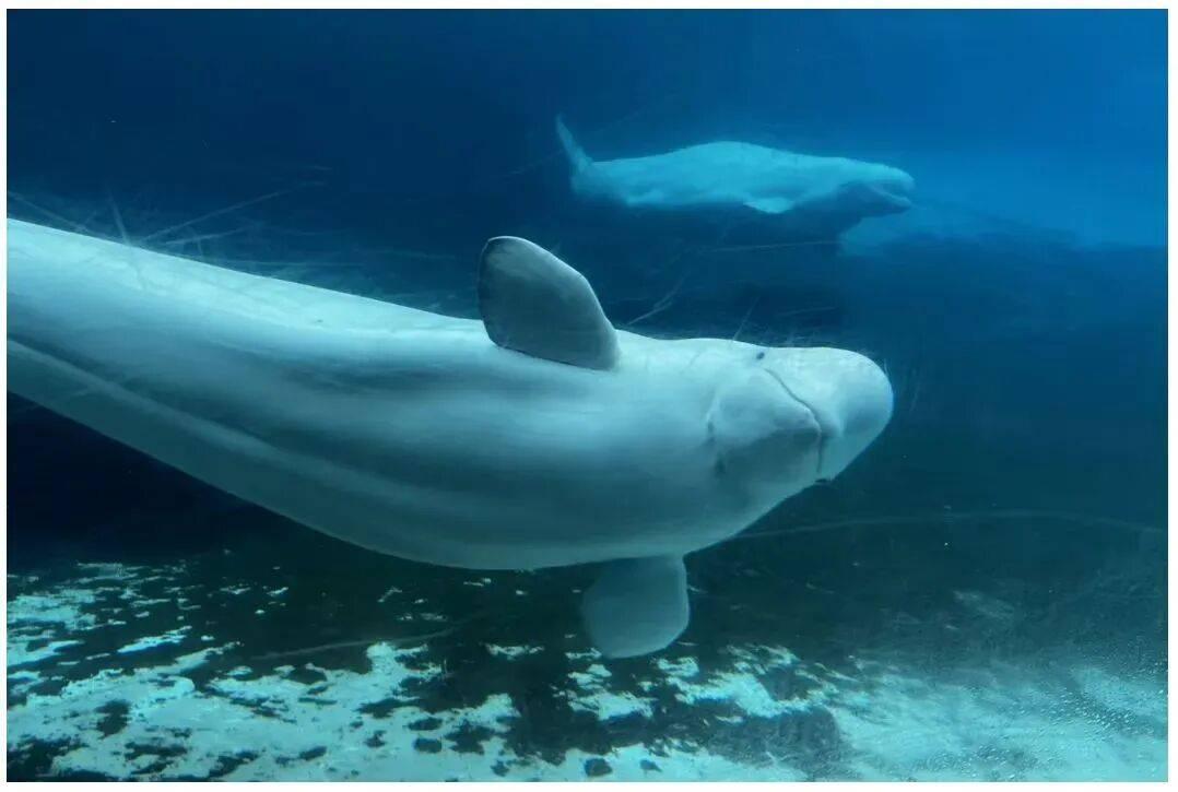 伪善+双标！
世界著名海洋公园濒临倒闭，加拿大渔业部长宁可让30头白鲸安乐死也不