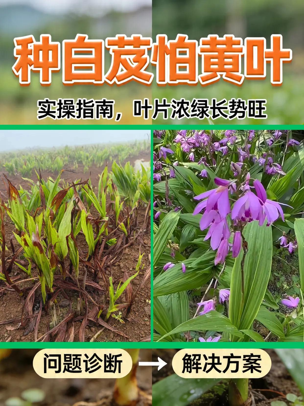 种白芨怕黄叶，实操指南！。白芨种植