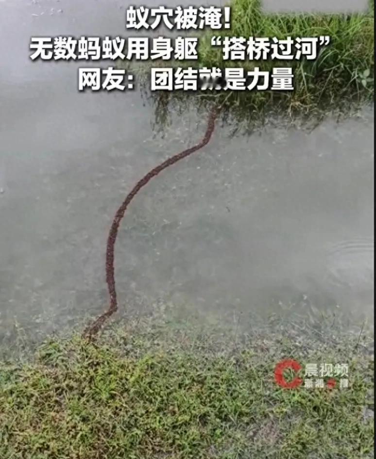 最近，有网友发现，由于福建一处水库涨水，有被淹了巢穴的蚂蚁，集体转移。为了顺利渡