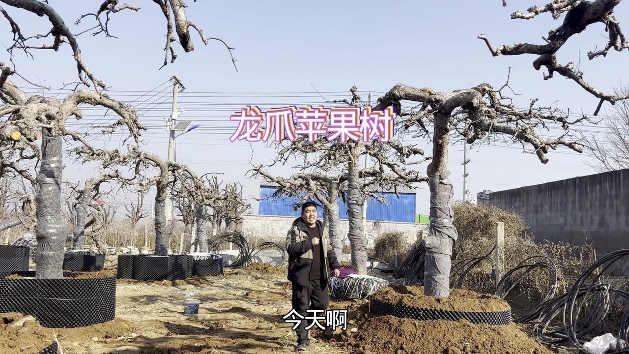 百年龙爪苹果，庭院C位预定！🌳山东收来的精品老苹果树，几十年树龄，粗度达30公