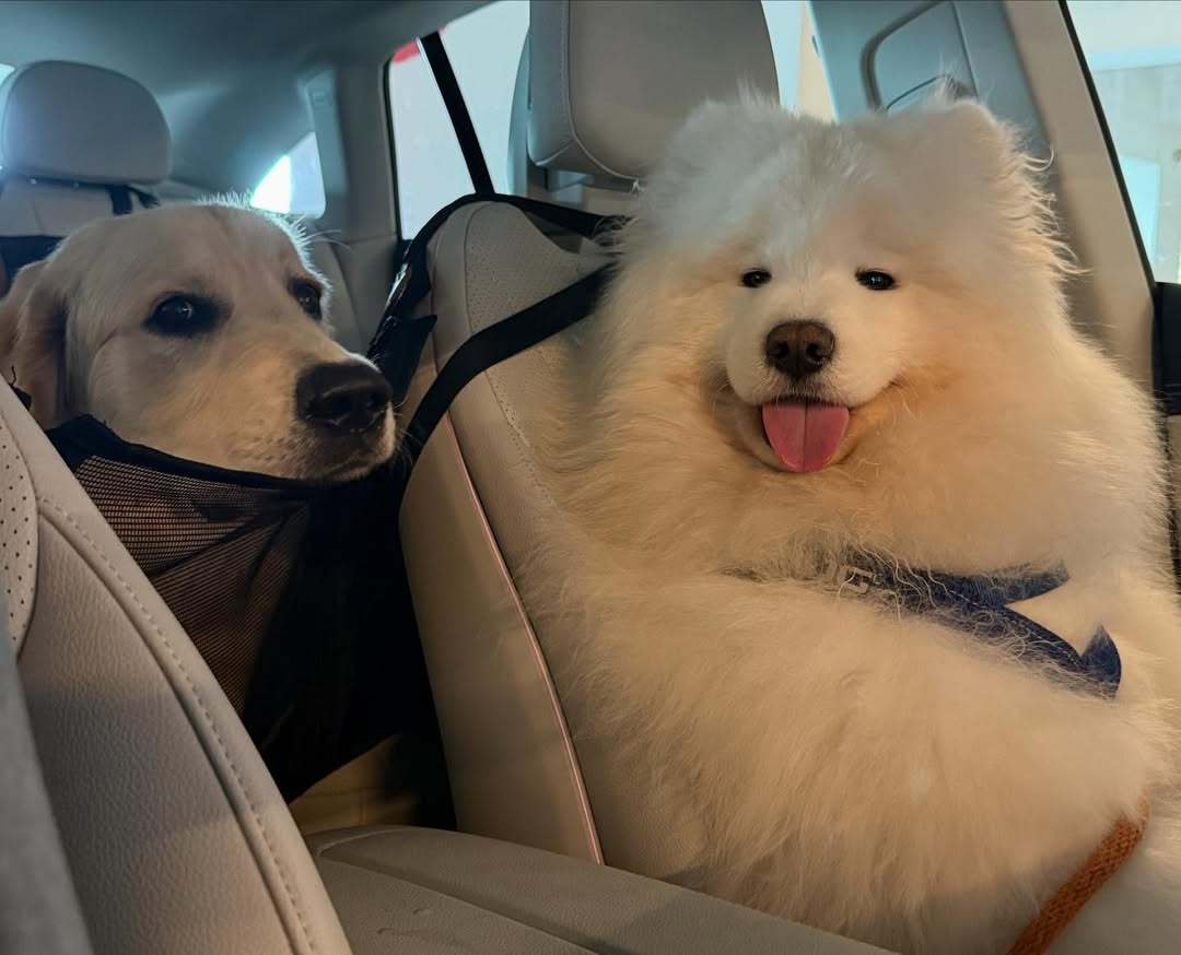 师傅，这不是我回家的路啊，你怎么把我拉到耶总会来了，我麻麻不让我来这种地方 