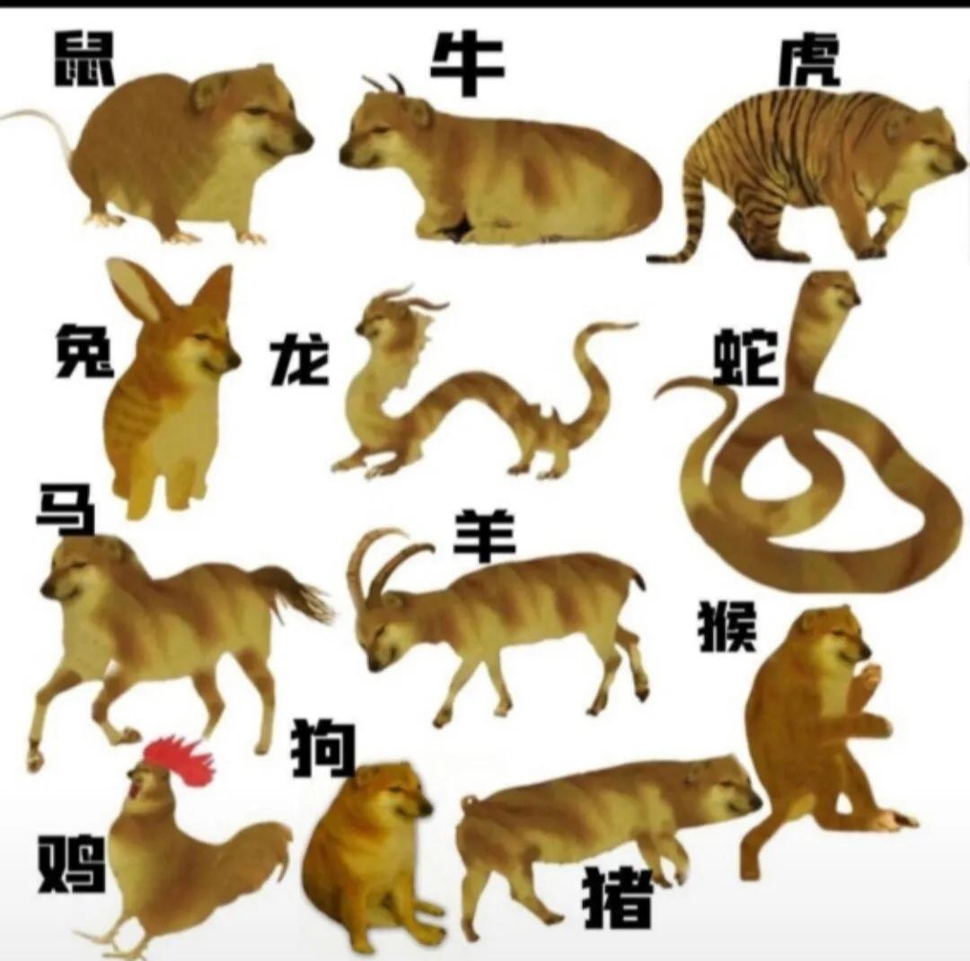 这十二生肖怎么看起来狗里狗气的[大笑]