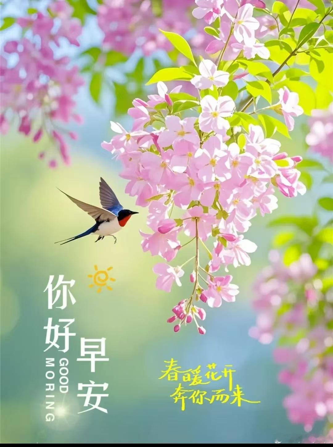 宽窄思语 燕子不衔昨日絮，花开只在此时枝。风动时，香奔你而来；云停处，春住成一座