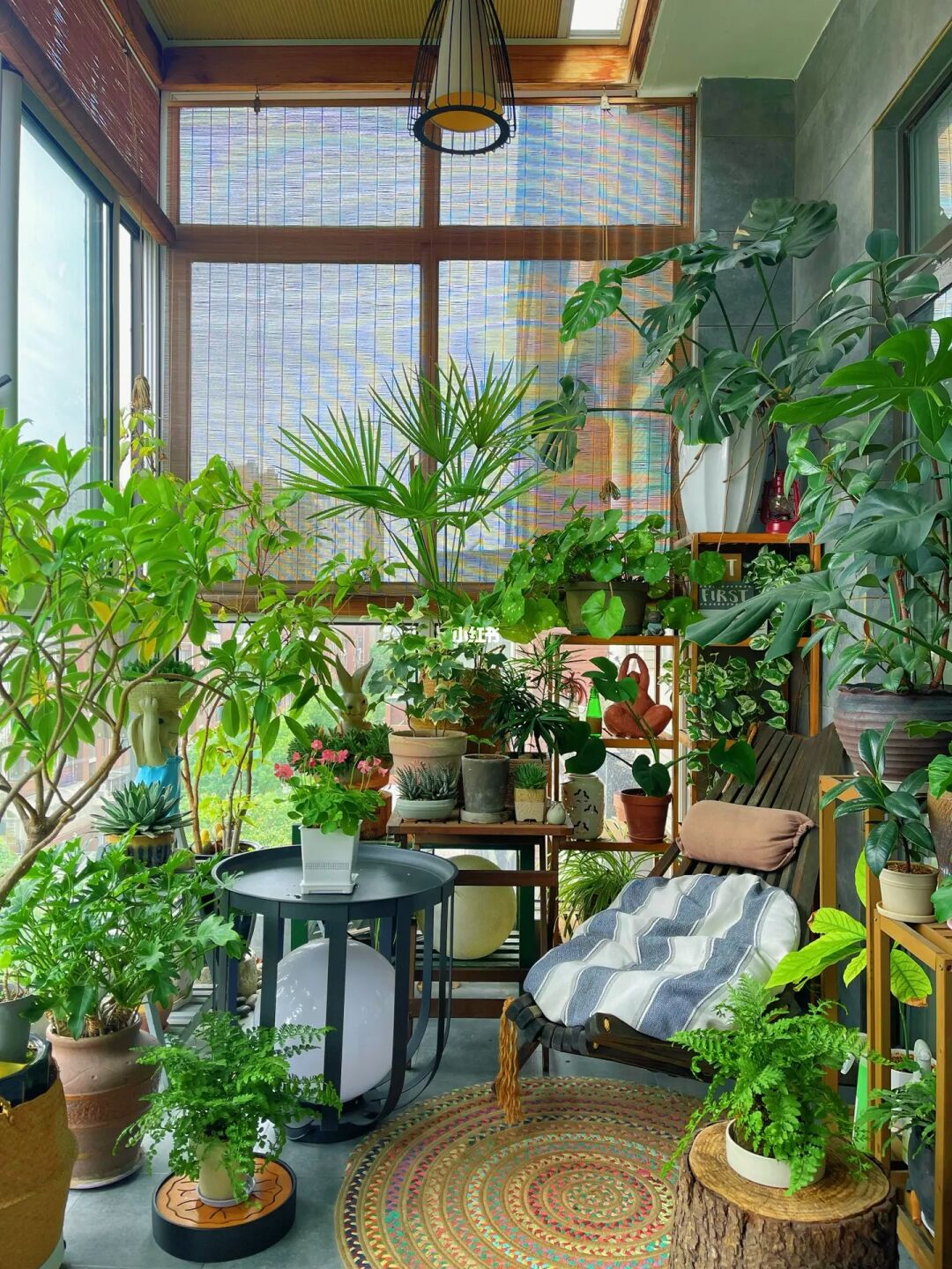 9m²阳台花园｜我的十月阳台植物分享