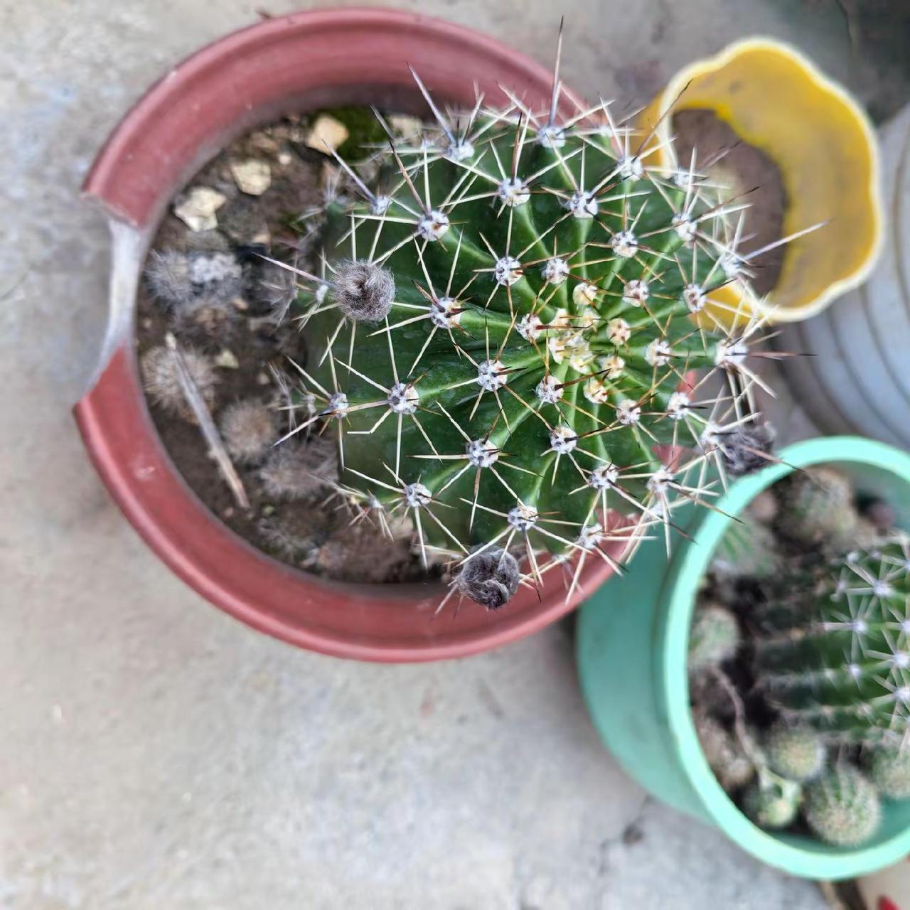 花花草草日常！
