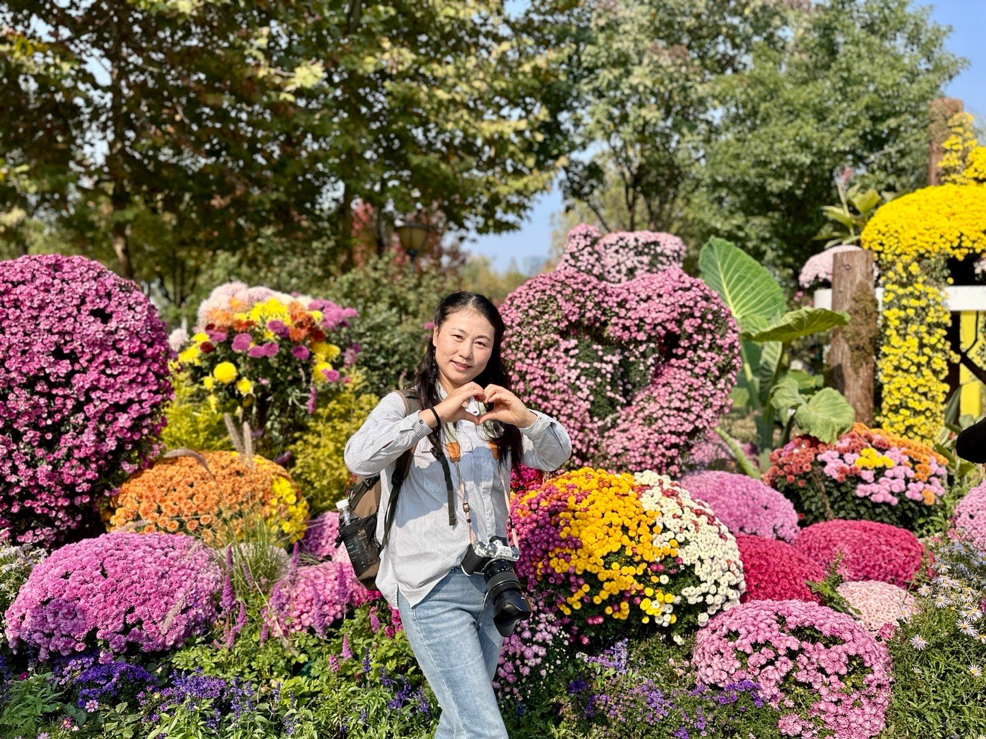 去武汉看菊展打卡吧！深秋的武汉菊花飘香，各色菊花满城飘香，错过又要等一年！菊花品