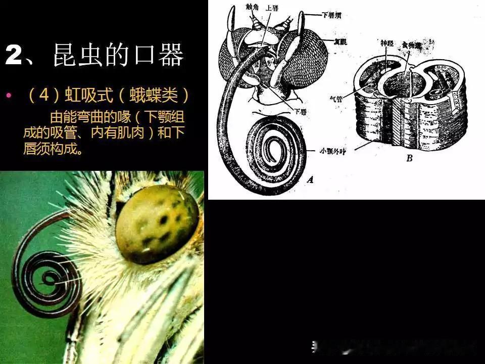 昆虫世界图览〔2026.7.5辑〕03