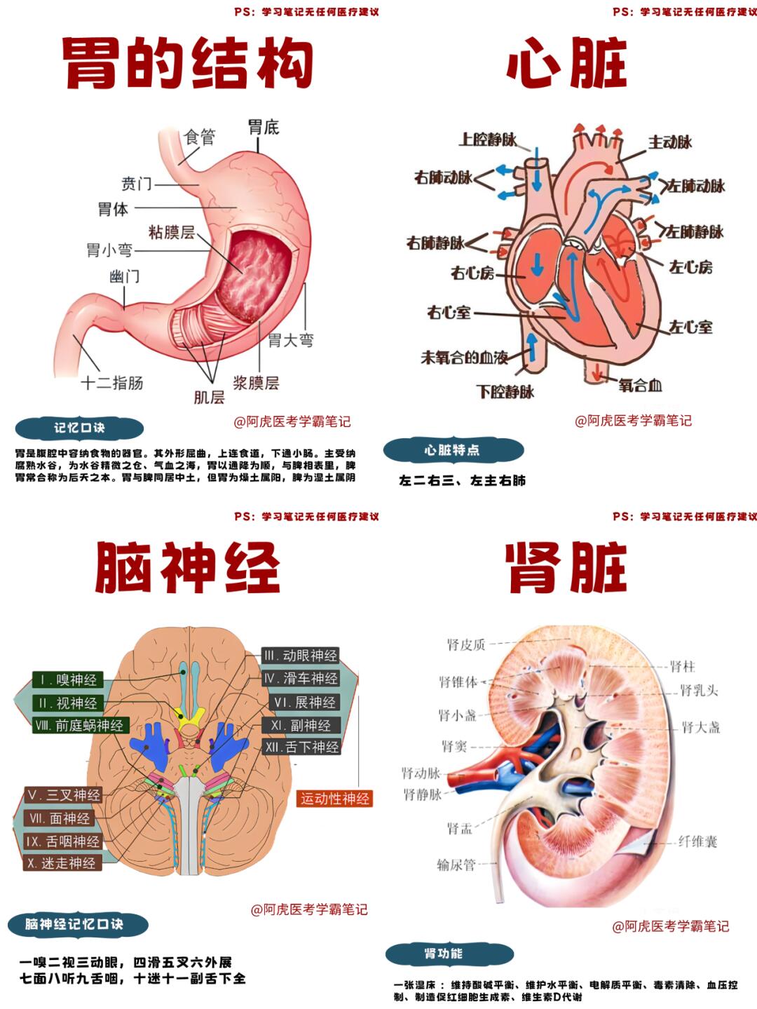 阿虎医考学霸笔记📒：系统解刨学👆