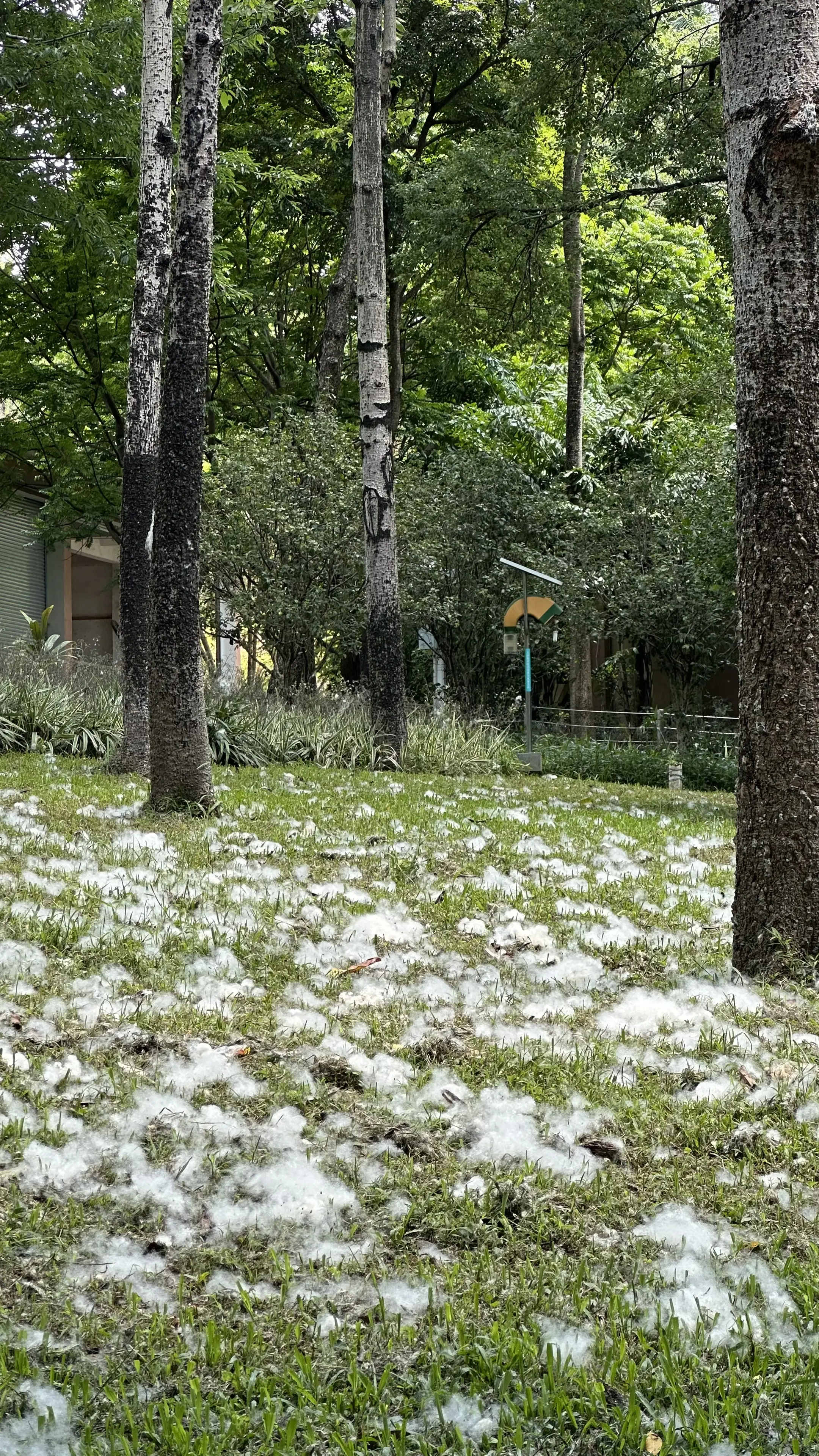 奶爸奶妈，拣d帮星一做假发或者植发啦。 热心市民建议，望采纳。