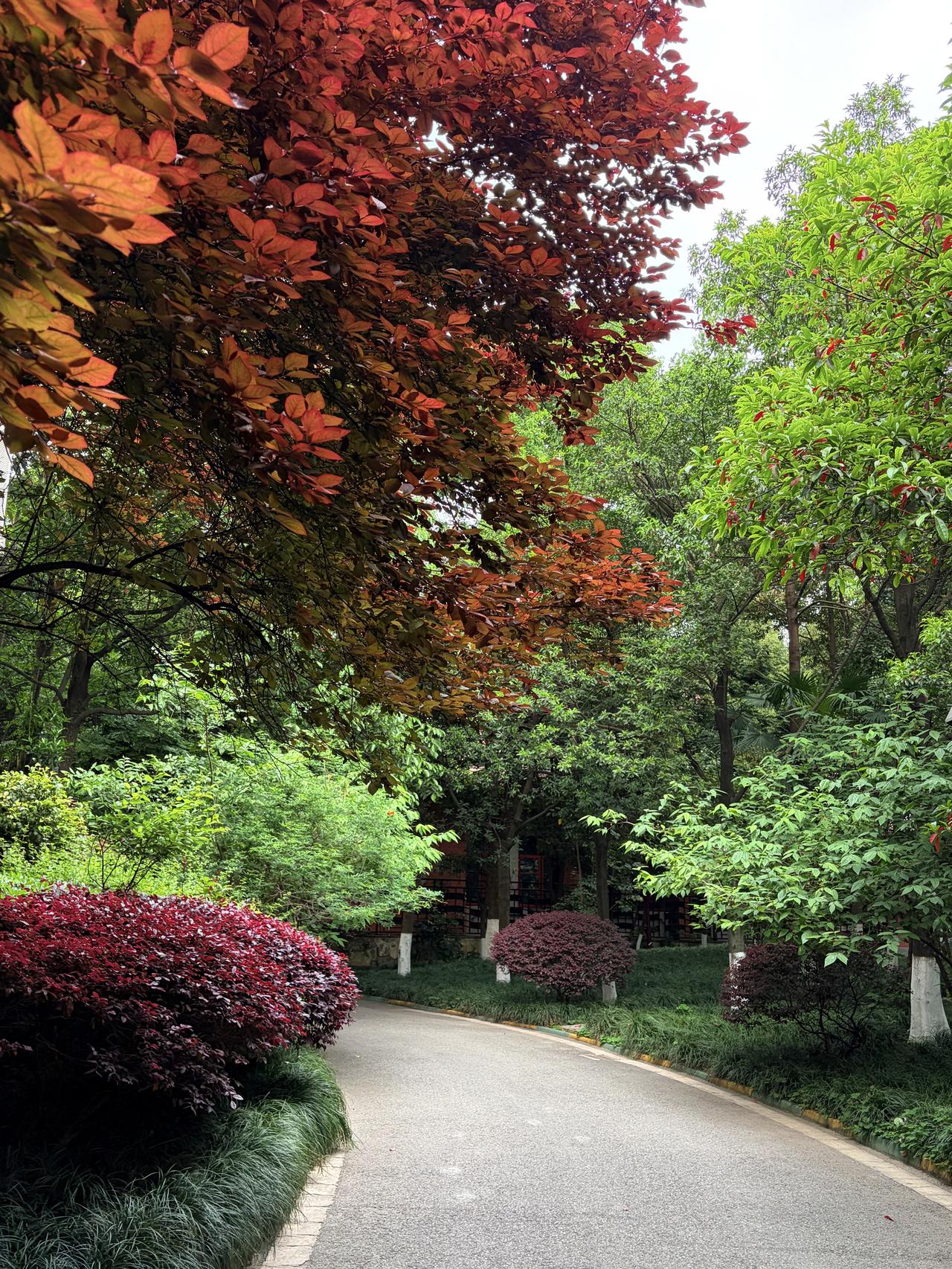 康复日记·阴日的绿意与新生 860419

天阴着，没有烈阳炙烤，反倒让小区里的