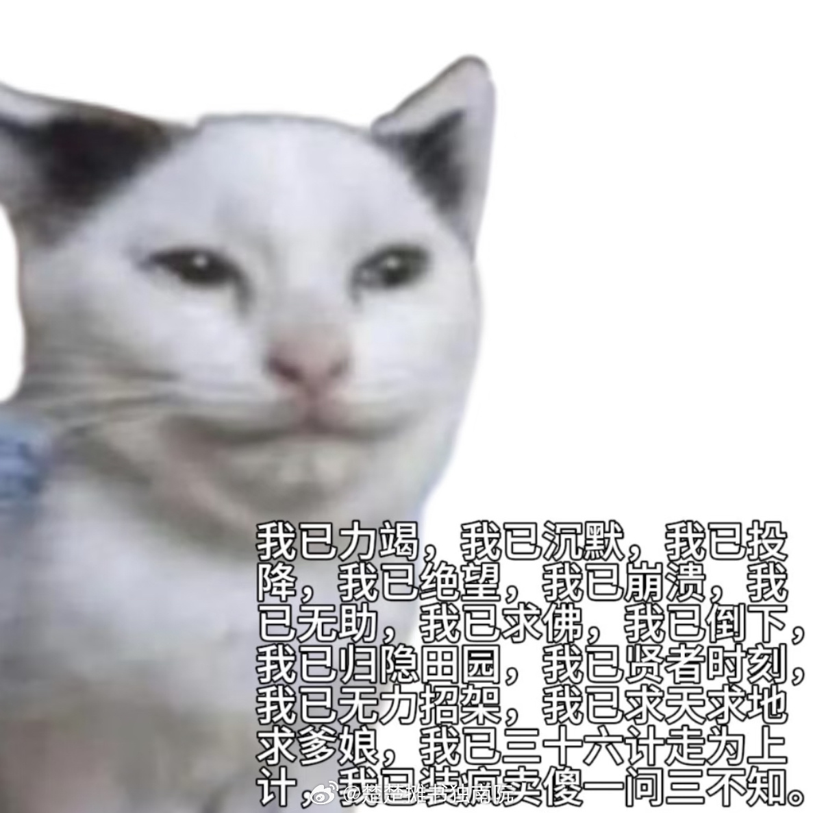 猫耳712什么时候能放过我 南阮你怎么还没逃出原生猫耳 