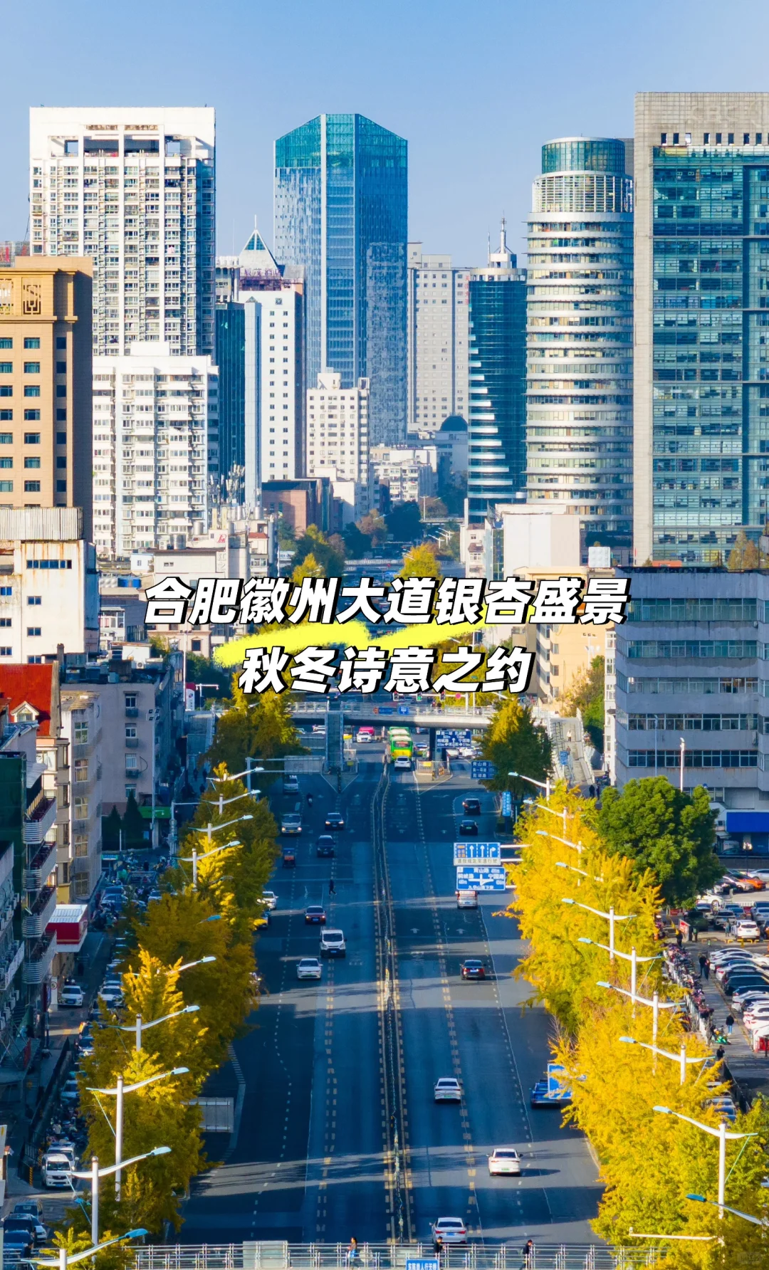 合肥徽州大道银杏盛景，秋冬诗意之约✅