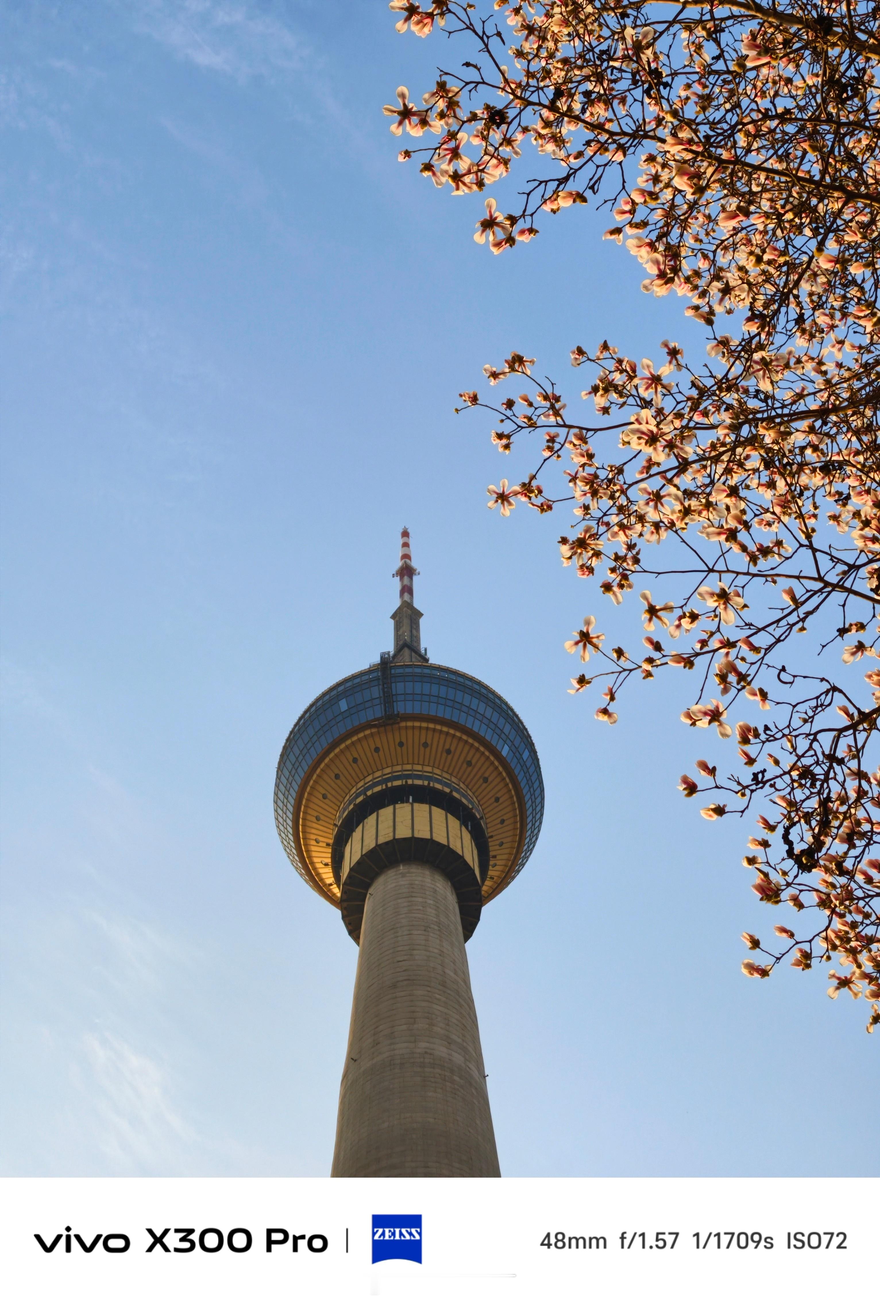 《中央电视塔的第一波望春玉兰花开》3月16日，中央电视塔院内的望春玉兰花开，开启
