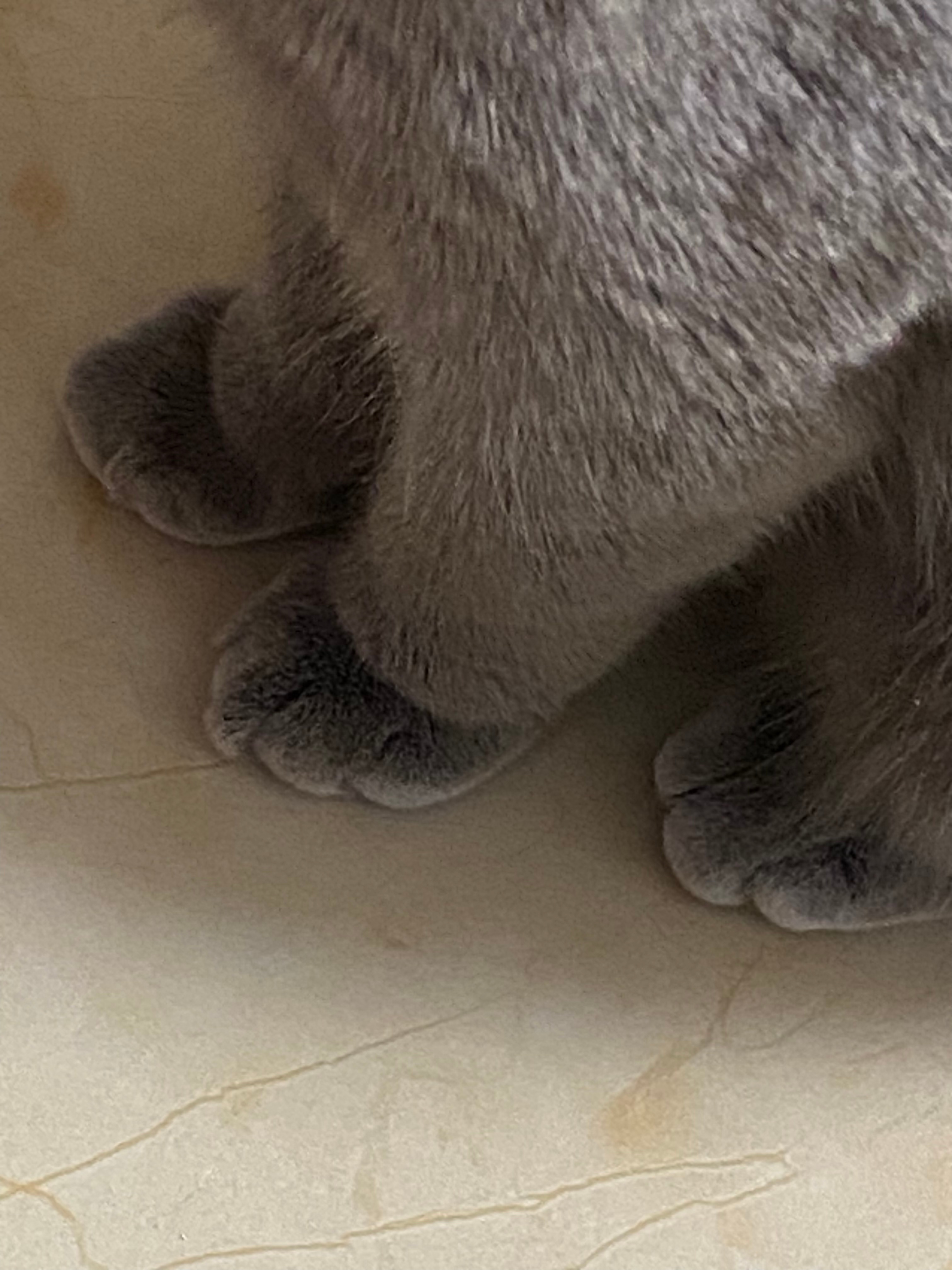 小猪 ​​​