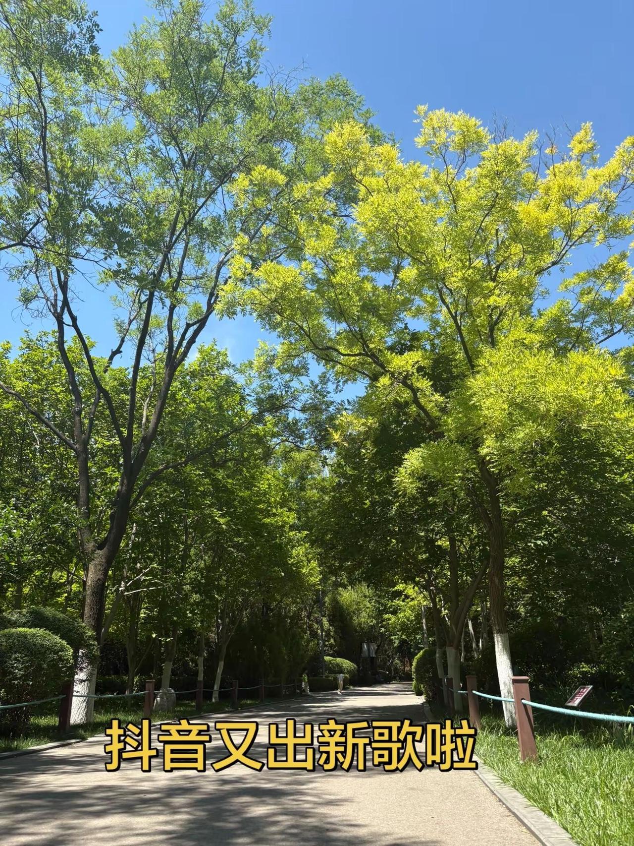 听说这歌很火了，快跟拍😄玩法合伙人玩法达人