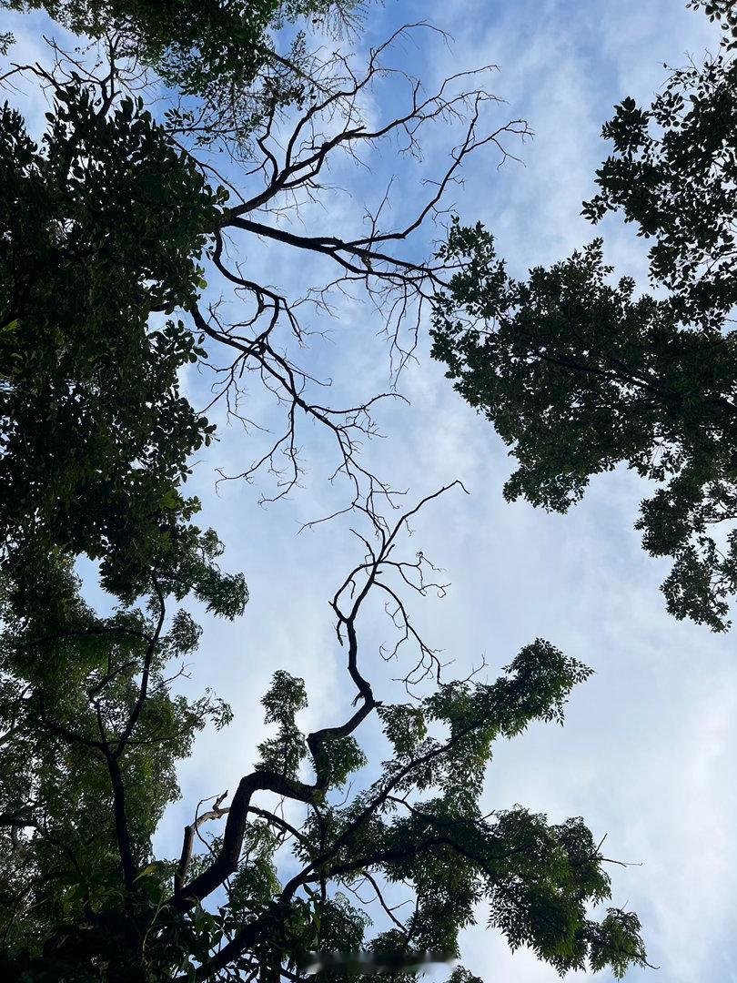 可爱的情侣装爷爷奶奶 住在高架桥下的八哥 很少见的颜色的筋杜鹃 九块九的榴莲 没