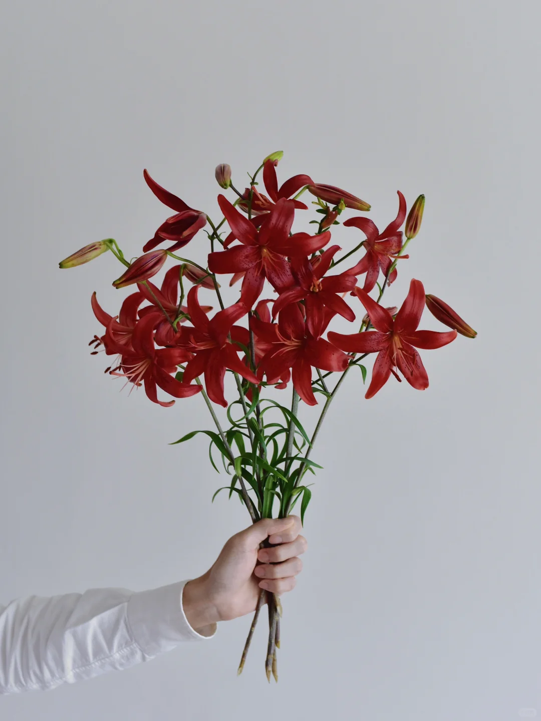 三木谷百合庄园·红丝绒