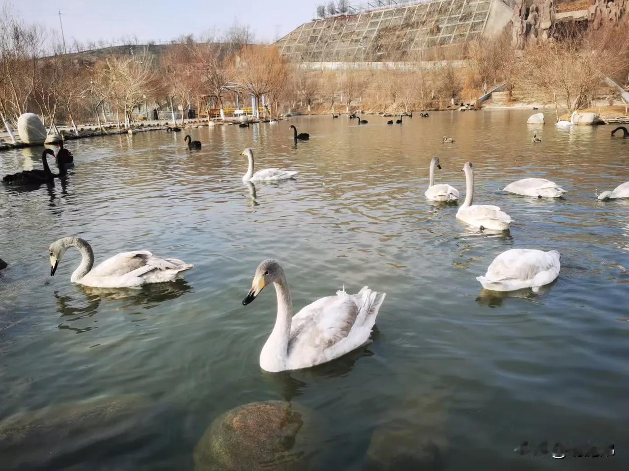 冬日湖畔，天鹅翩翩起舞，宁静悠然。天鹅起舞风光美 罕见天鹅湖 近天鹅湖