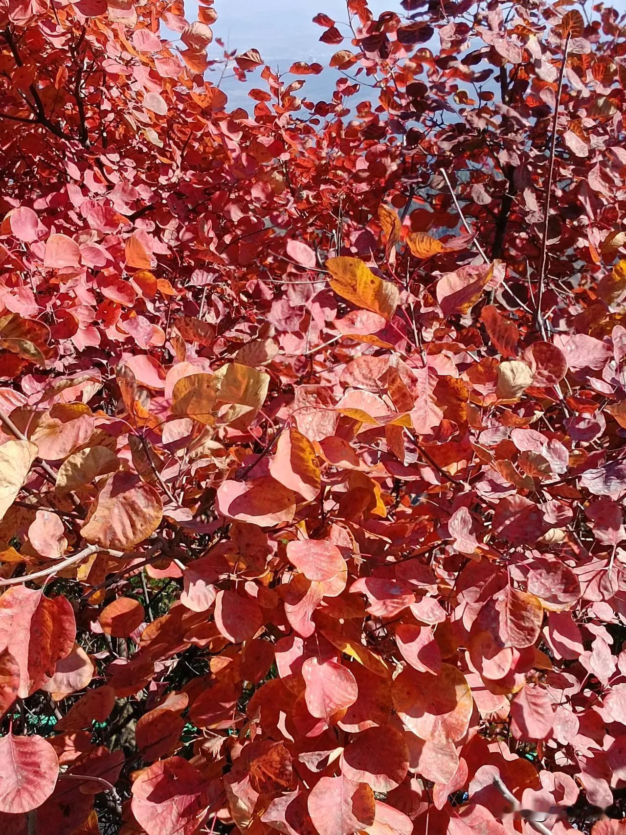 邻居老江，十天前突发脑梗住进了icu，医生说是大面积脑梗，已经是植物人状态，没有