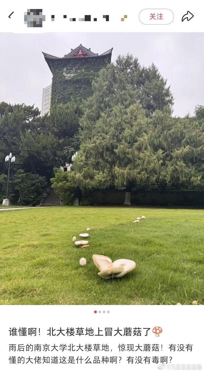 南京大学草坪长了巨大一只蘑菇 