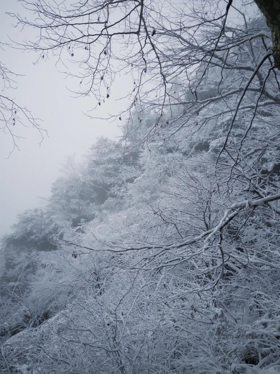 初雪压匡庐，
琼枝覆黛瓦。
一步一景皆入画，
不负人间好时节。