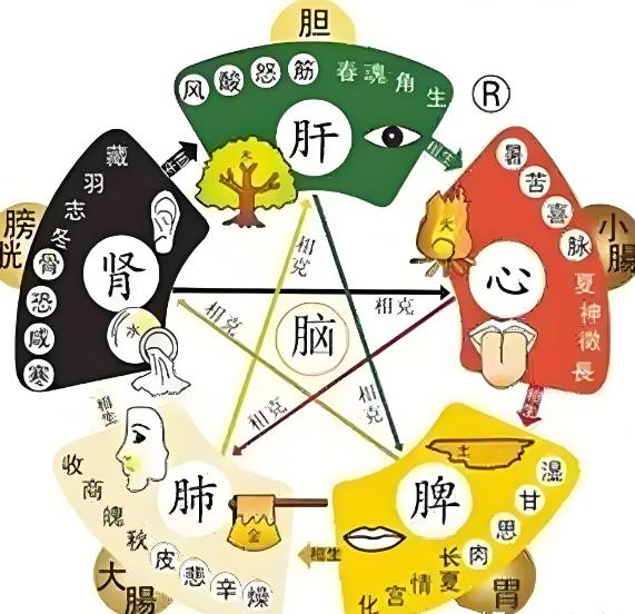 中医不传之秘：子虚从母补！肾虚补肺、肺虚补脾、脾虚补心，补虚找对根源才事半功倍