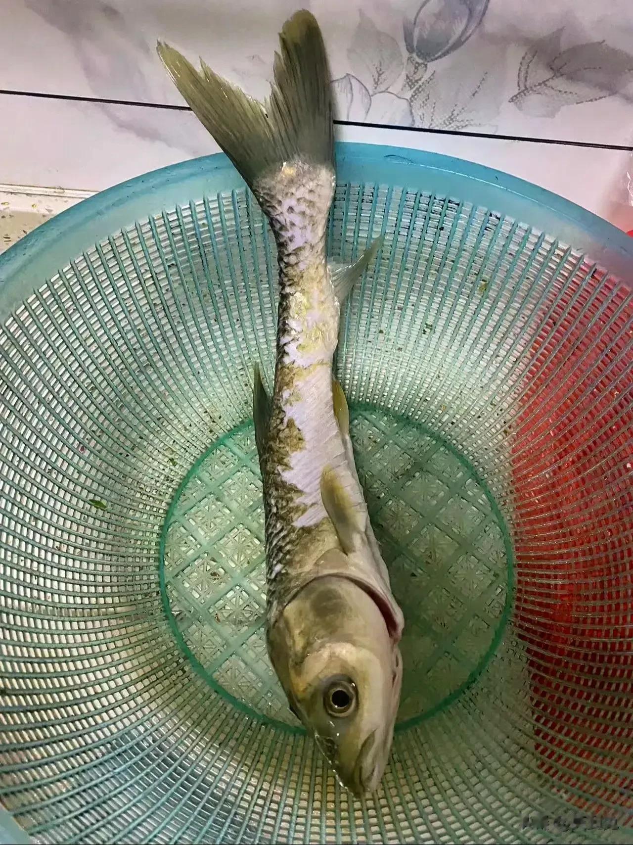 叫卖鱼的老板给我抓条大头鱼，这品相应该错不了了，绝对是正宗的“大头鱼[灵光一闪]