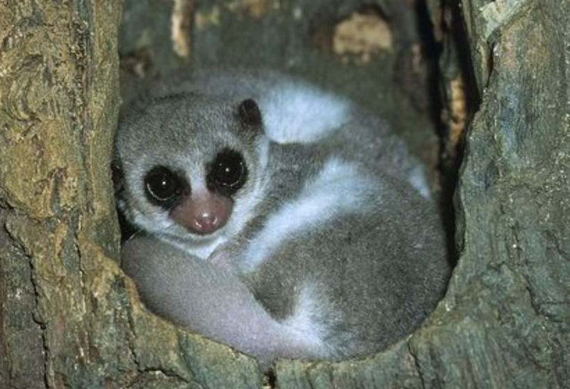 【什么动物还“越老越年轻”？】有一些动物有“负衰老”技能，拥有这个技能的生物成年