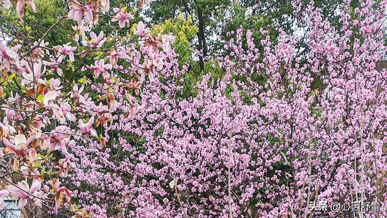 春风拂面，花香盈袖，漫步郊野遇见春天最动人的模样。从桃花含羞到樱花热烈，再到油菜