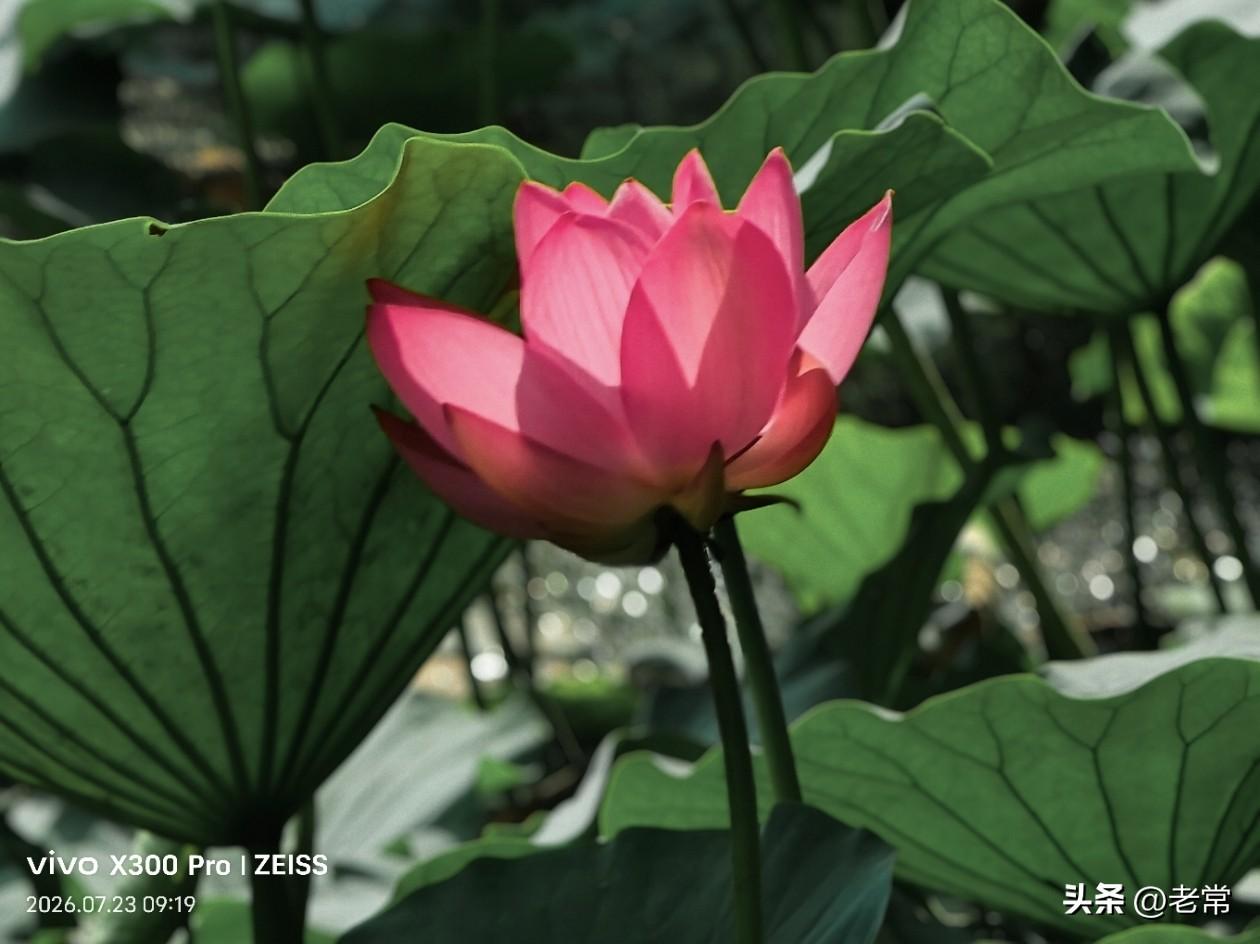 【原创\图文】
夏荷.南湖

粉包藏碧叶，盛放染霞红。
落瓣凝清露，莲蓬立夏风