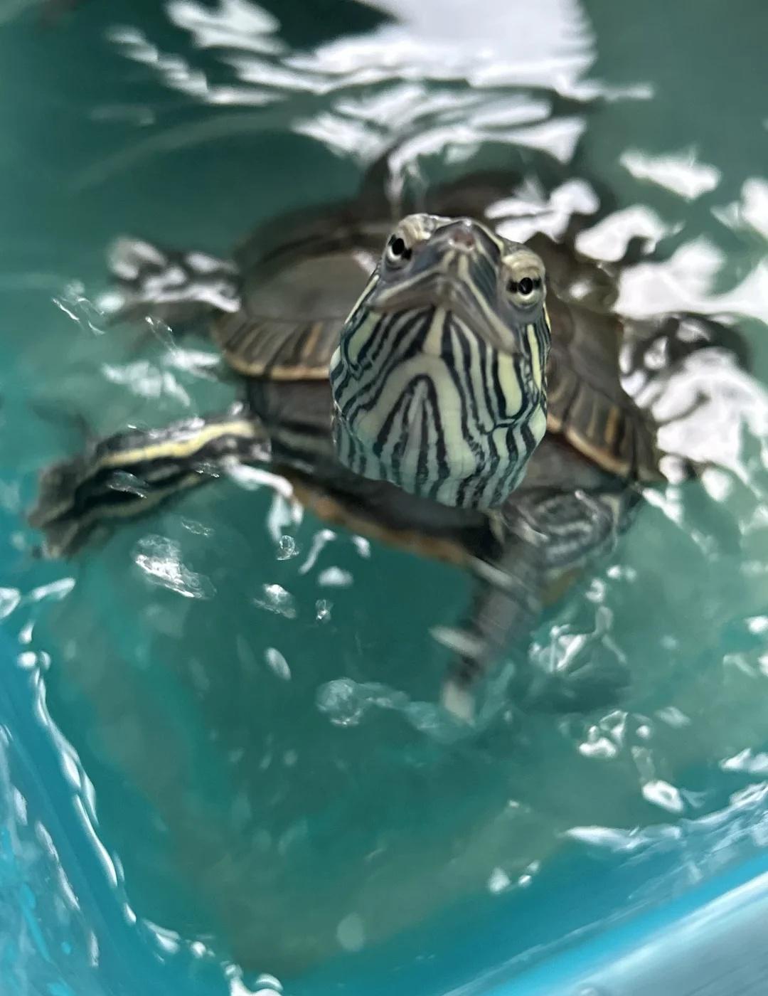 我的小乌龟