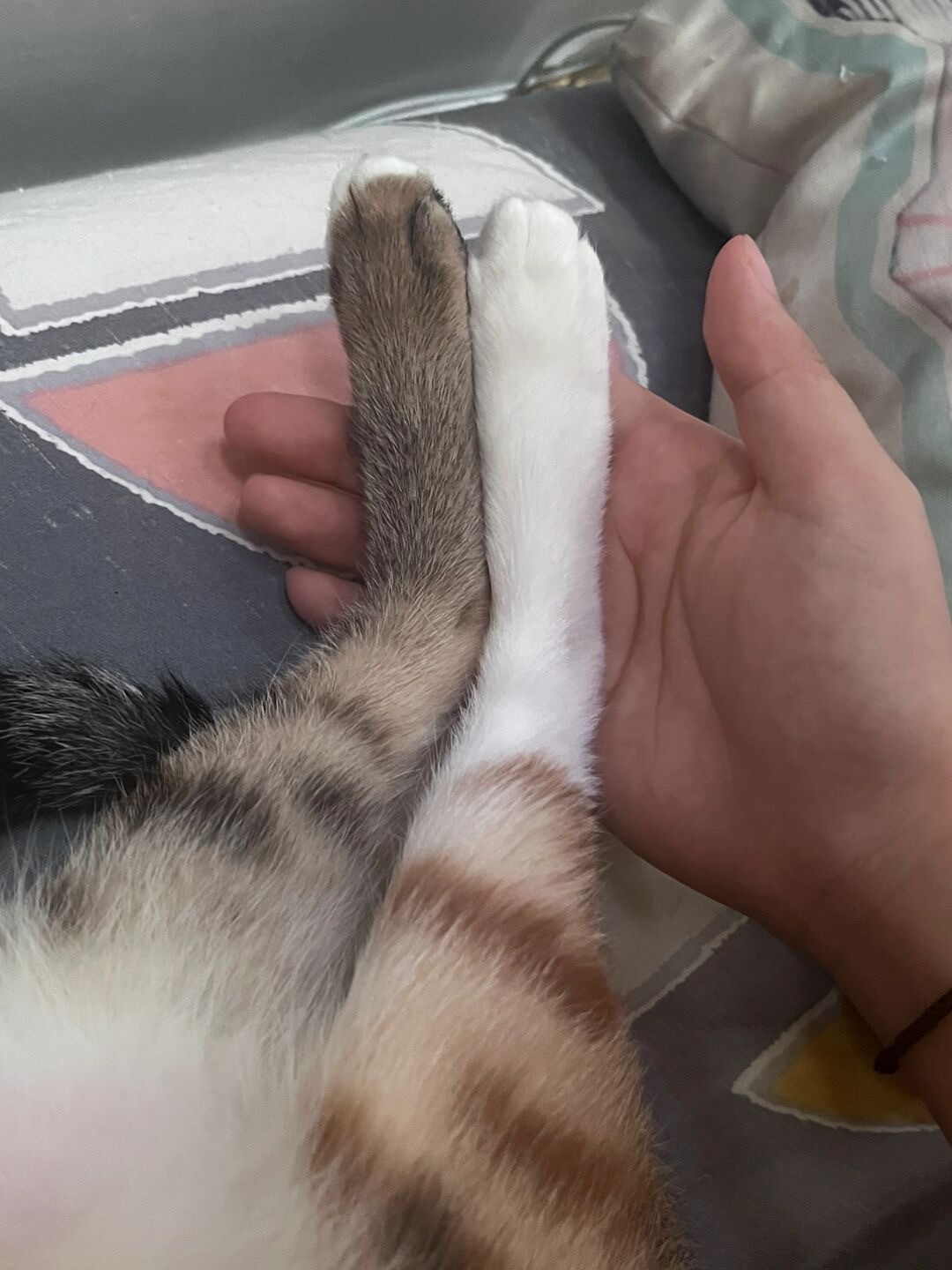 现在的小猫咪怎么还有鸳鸯手脚啊 ​​​