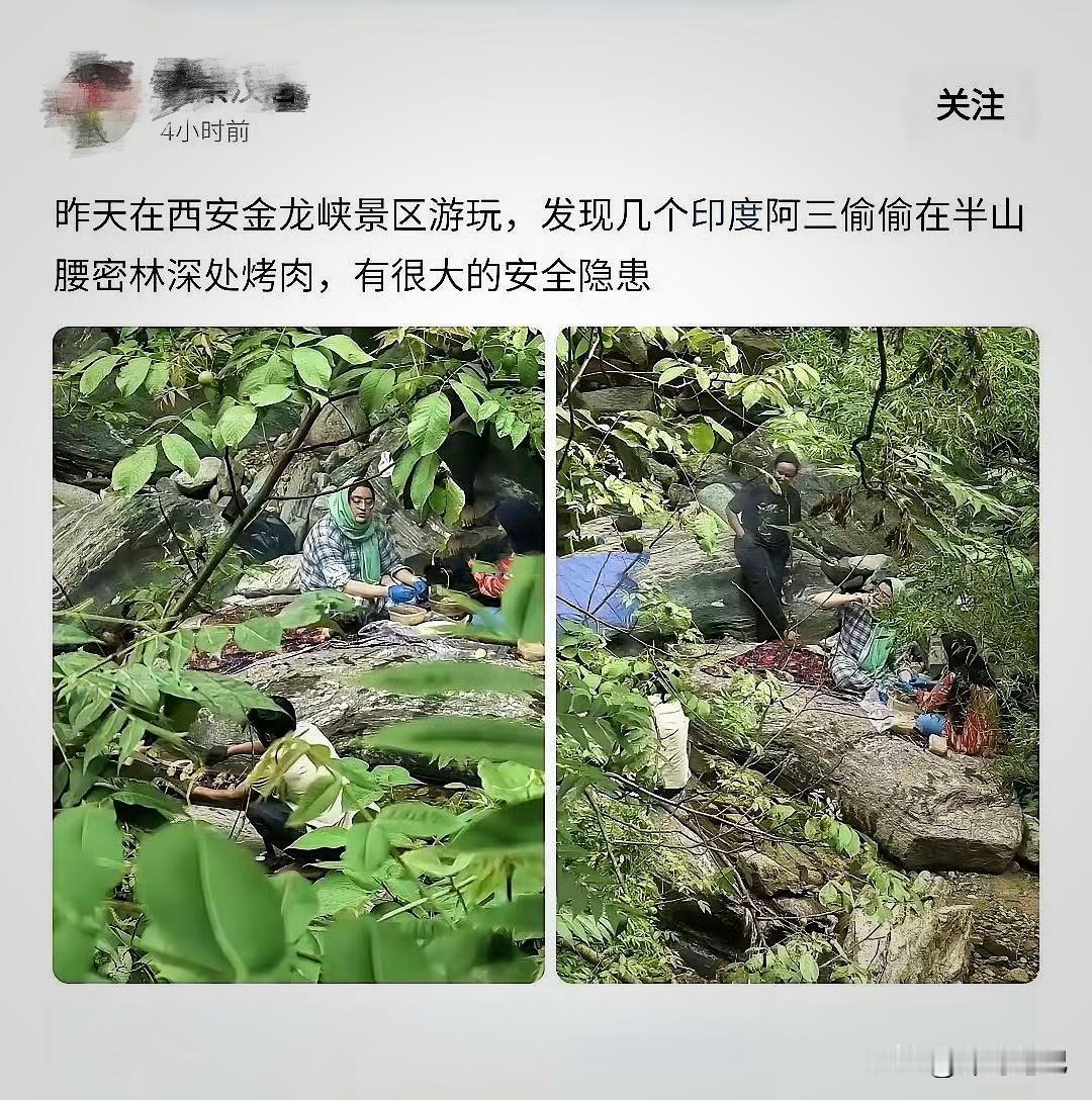 看看我们引进的都是什么人才？这几位“国际友人”又在西安金龙峡景区的林地悄悄开启了