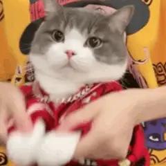 猫