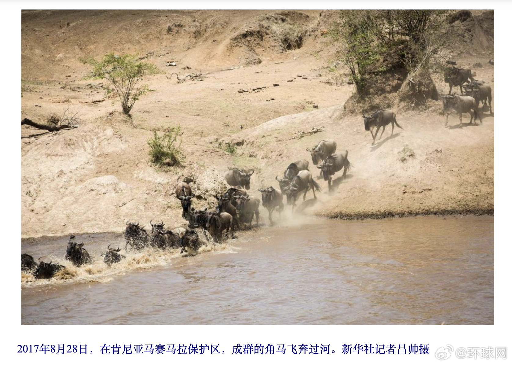 #非洲动物迁徙通道遭游客拍照阻塞#【非洲动物大迁徙通道遭游客阻塞引担忧】又到了东