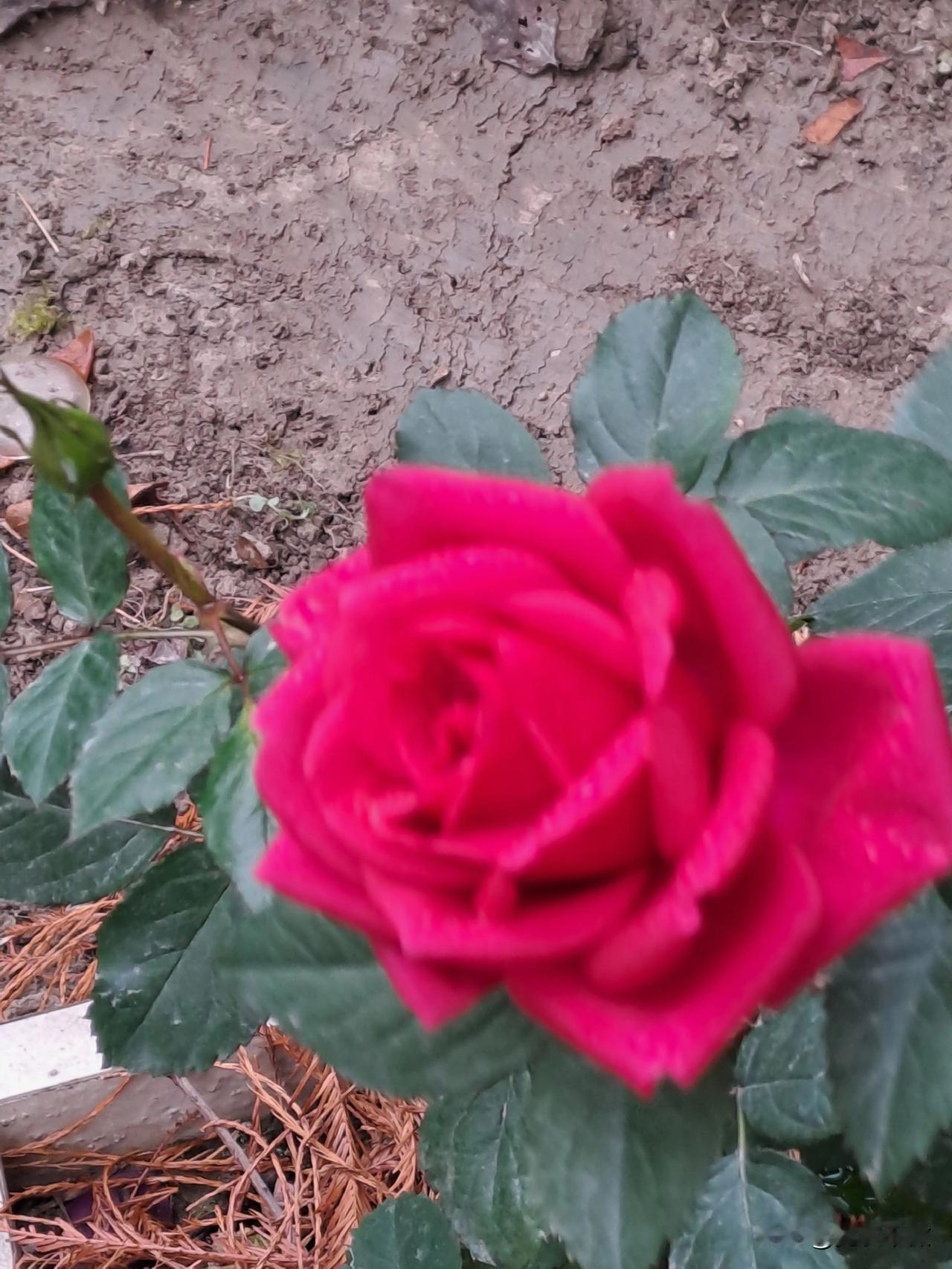 记录我的2026最寒冷的季节，还能看到这么鲜艳的月季花！