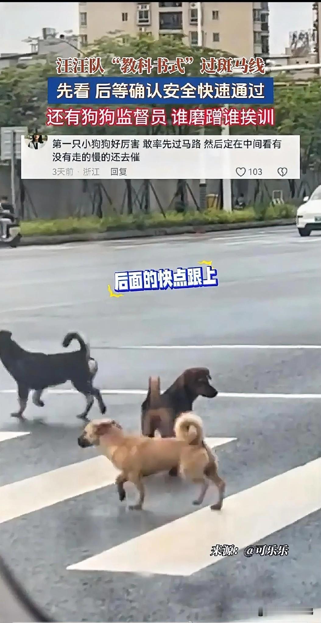 环境可以改变，环境也能改变一些不守规则的。福建网友发现，一群狗狗组团过斑马线，不