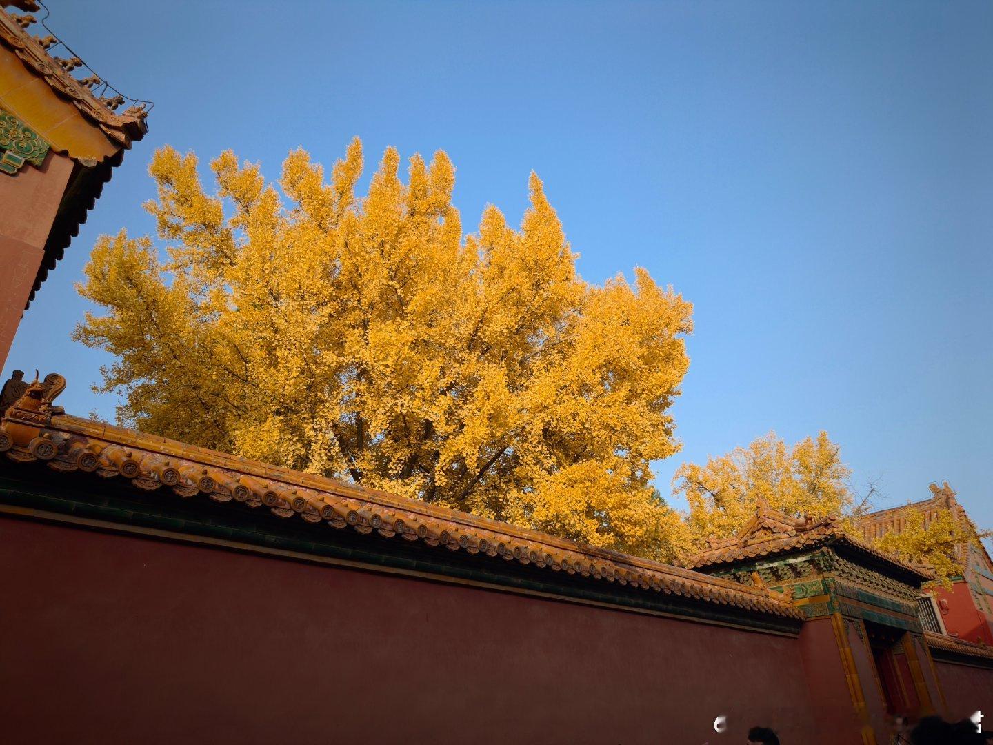 延禧宫的秋太短了，只有几天，今天去看，已经全秃了爱上紫禁城故宫