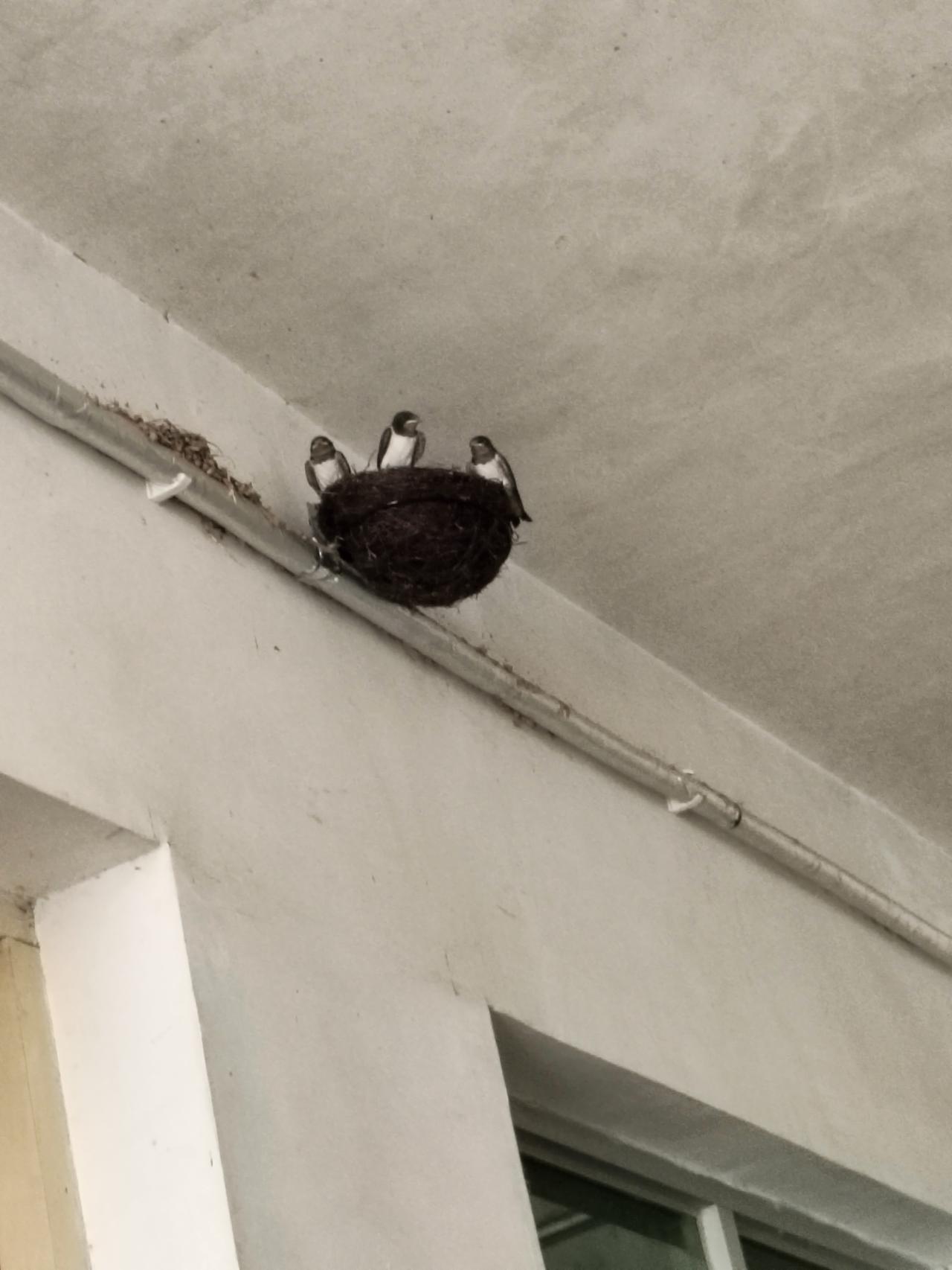 夏日生活打卡季家里屋檐来了一窝燕子，看着大鸟来回喂小鸟，心里格外欢喜。老人都说燕