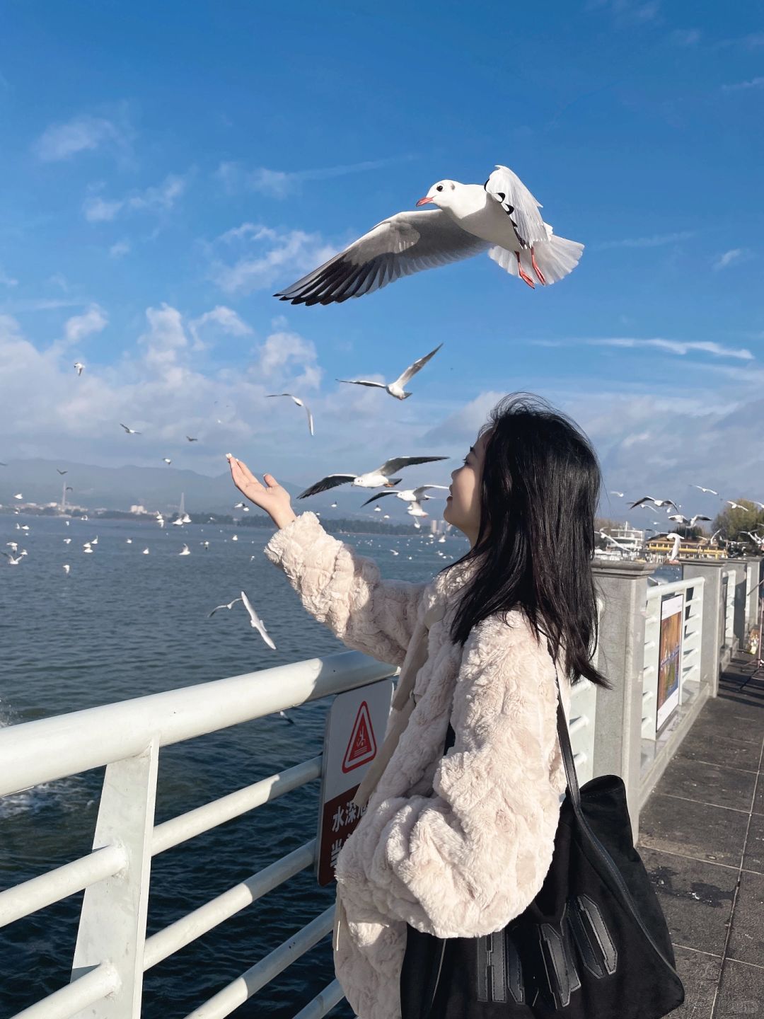 姐妹们，我真的来云南啦，海鸥好多啊哈哈哈哈