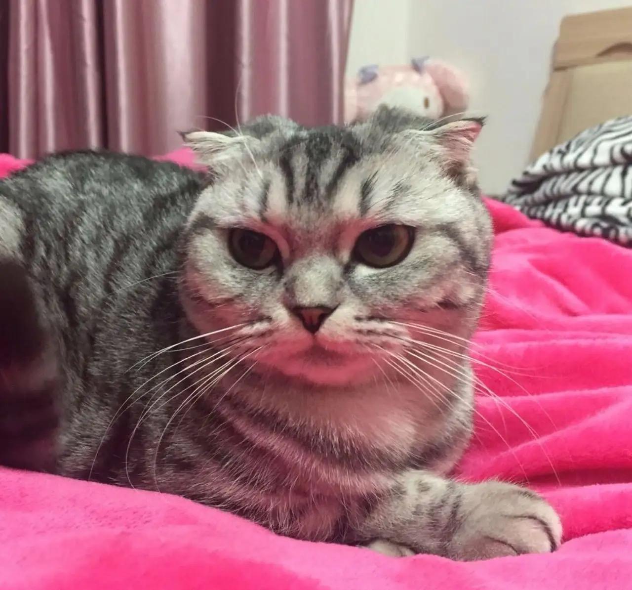 我家可爱的小猫咪，快乐无忧地生活着.