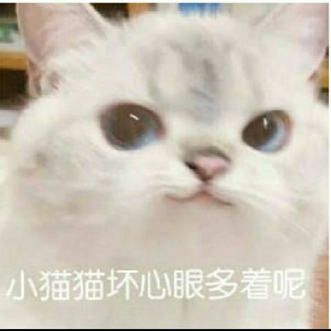 白夜菌