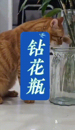 刷到这段小猫调皮的视频，看得人忍不住会心一笑。小家伙好奇心太重，硬生生把身子挤进