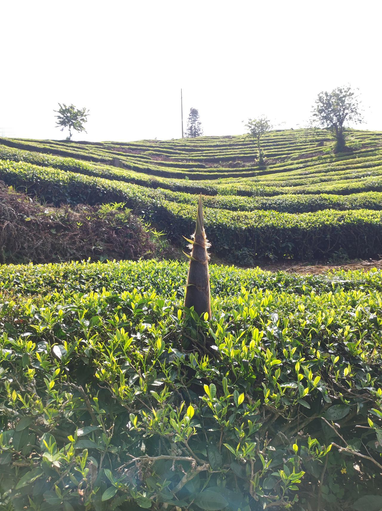 这张照片是我清明节在老家扫墓的时候拍的，主要是记录一棵竹笋长在茶树中间。我觉得这