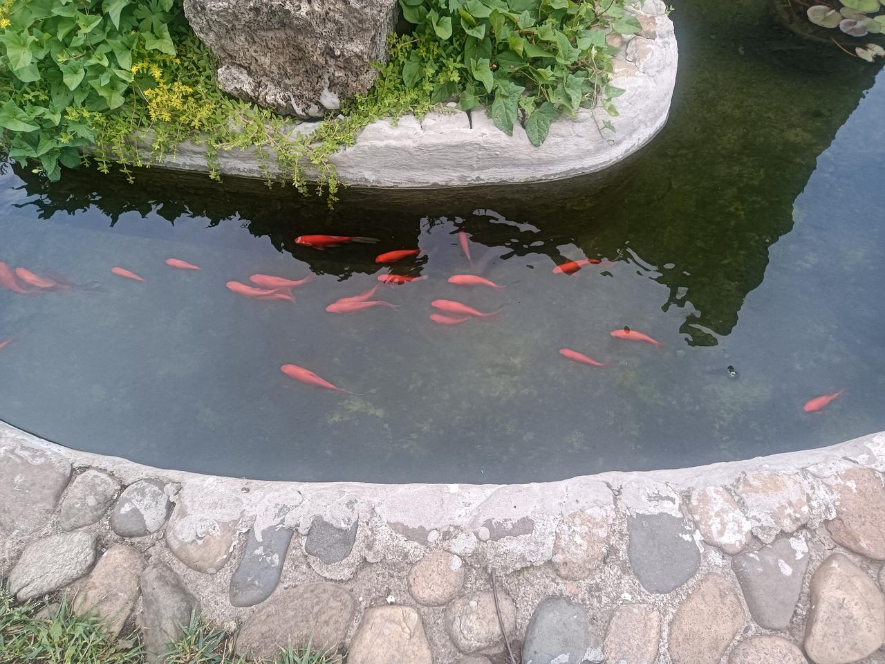 溪中小魚
文/李兴伟
溪水叮咚漫流淌，
鱼儿有时逆水上，
小鱼水中自作美，
鱼群