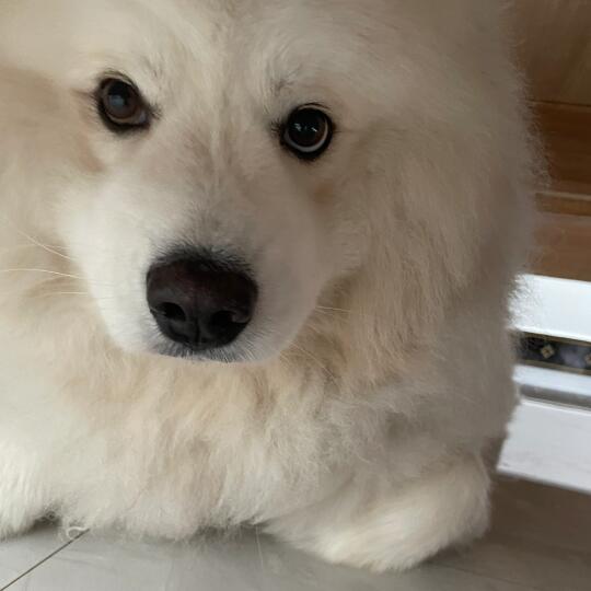 揣手手小狗