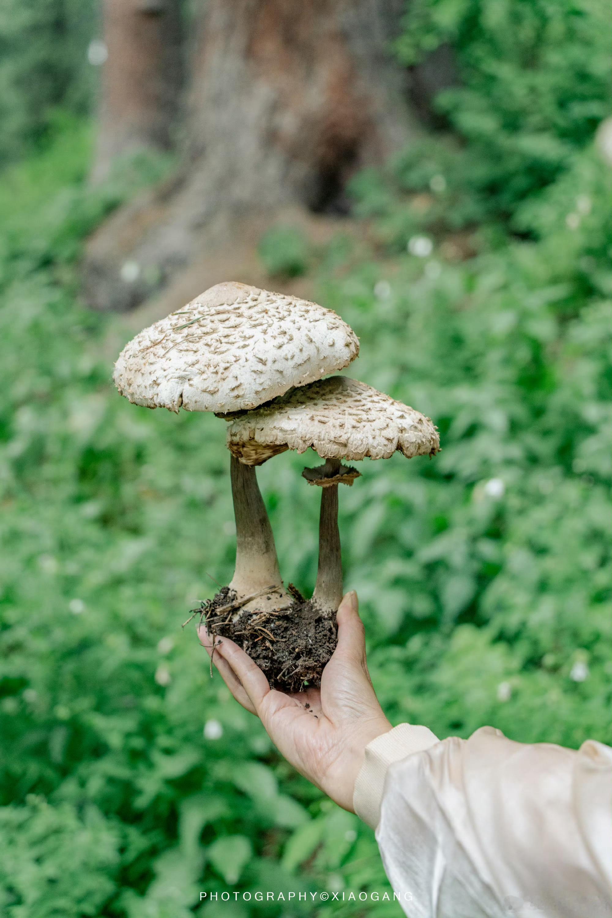 在新疆感受最动人的生态答案从山林到荒漠，新疆处处是生态故事。库尔德宁顺应自然轮回
