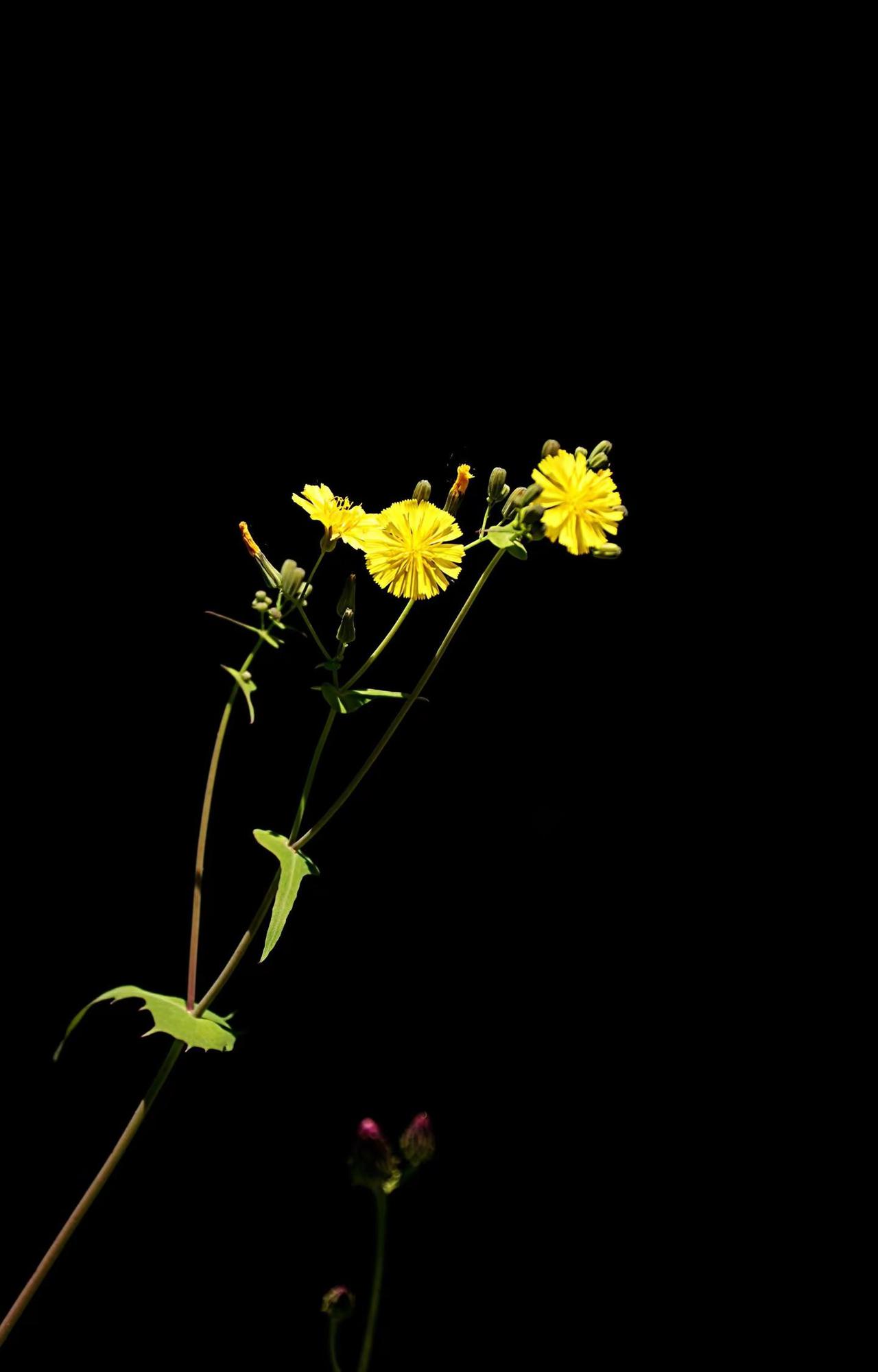 野花的芬芳。摄影爱好者 黑暗背景的花 拍花艺术 独自芬芳的野花