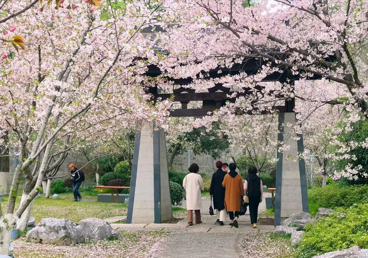 分享你随手拍的风景春风漫过花门，满树樱花如雪落，落英铺就小径，与好友并肩而行，把