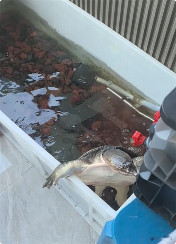 女子养了一个老鳖
她发现差不多快一个月的时间里
老鳖的状态不对劲，一直在鱼缸里乱
